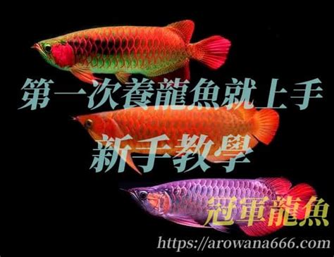 龍魚水溫|2024養龍魚新手指南，飼養龍魚不困難，開缸教學準。